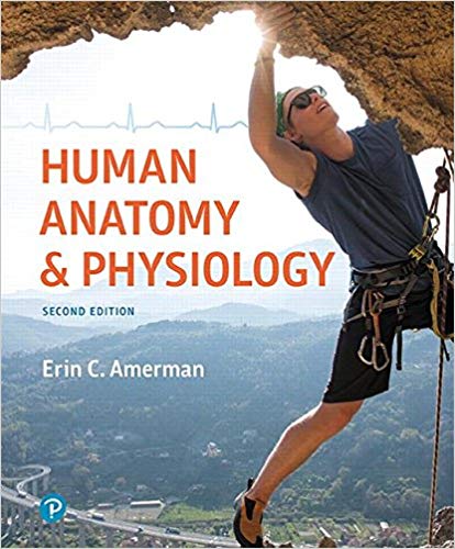 Human Anatomy & Physiology 2nd Edition Erin C. Amerman Test Bank PDF
